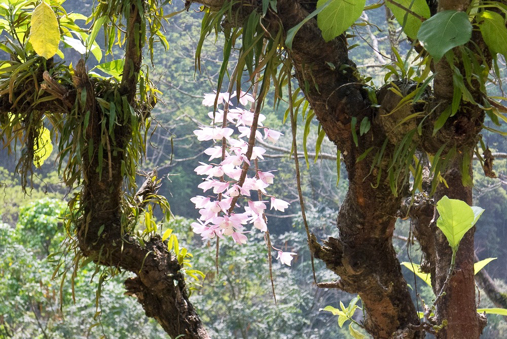 Wild Orchids, West Sikkim